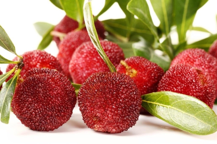 Восковница (myrica)