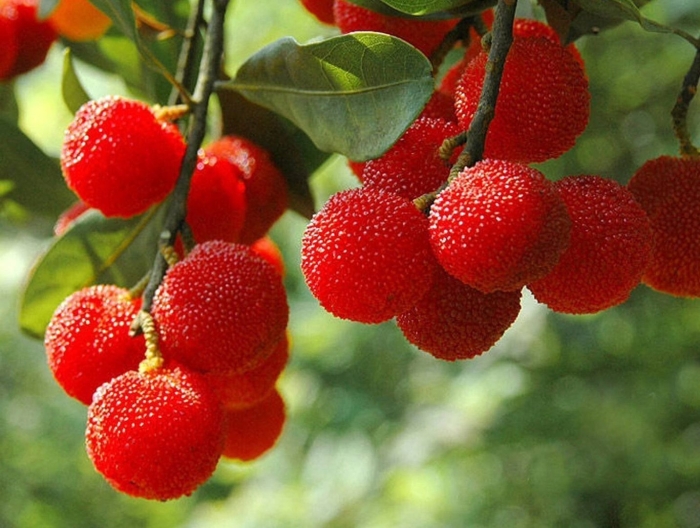 Китайская клубника восковница