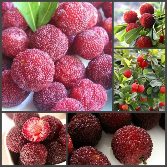 Восковница (myrica)