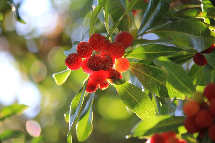 Восковница myrica rubra