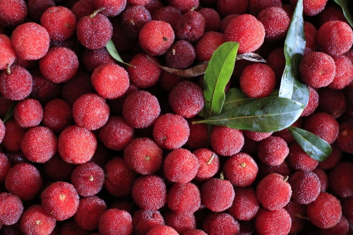 Восковница myrica rubra