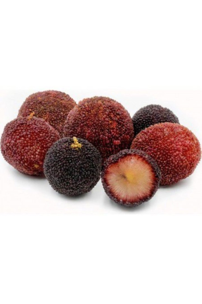 Восковница (myrica)