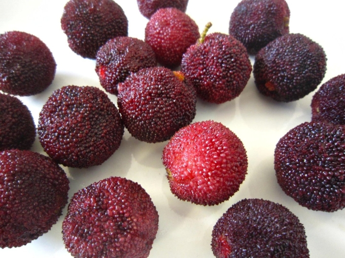 Восковница (myrica)