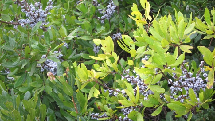 Myrica pensylvanica