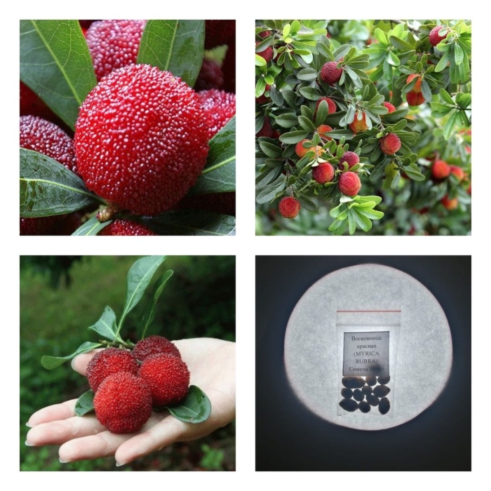 Восковница красная myrica rubra