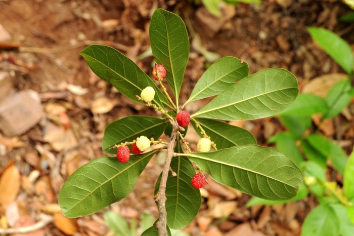 Rauvolfia tetraphylla