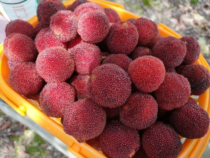 Китайская клубника восковница красная