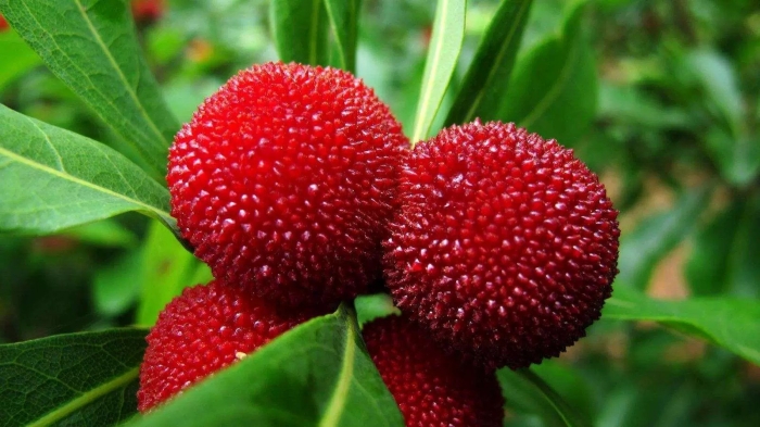 Восковница myrica