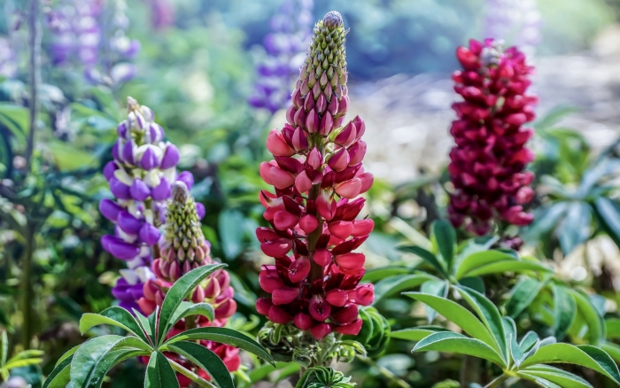 Люпин многолистный рассела