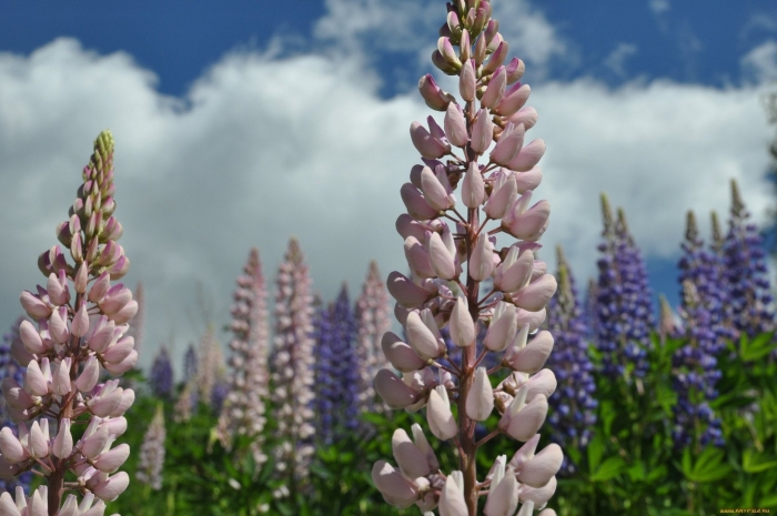 Люпины в новой зеландии