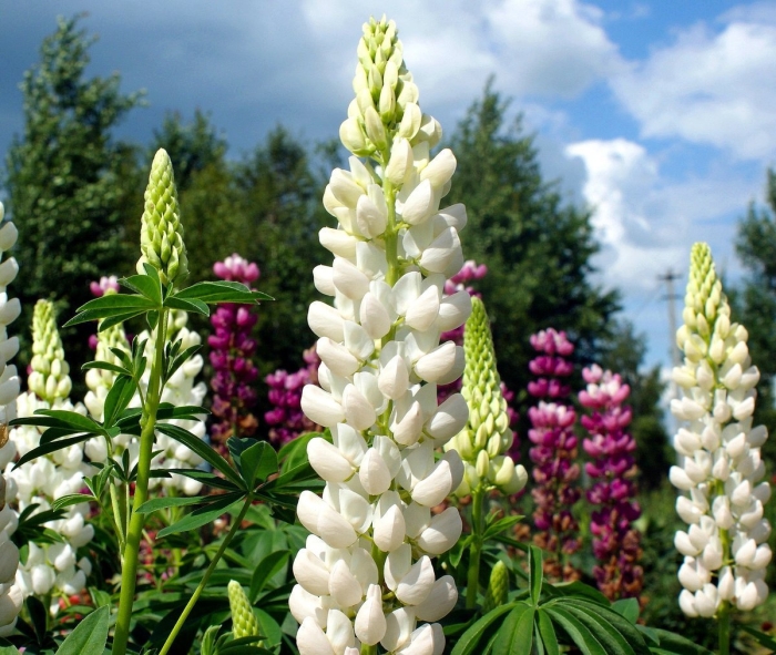 Люпин эрмитаж многолетник