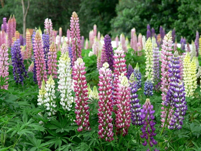 Люпин цветок многолетний