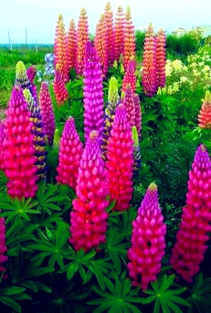 Люпин минарет многолетний