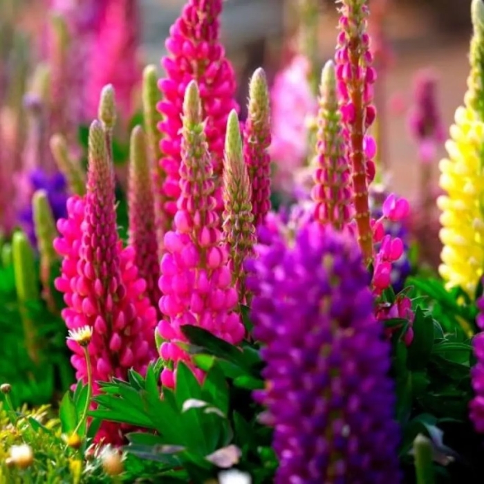 Люпин рубин