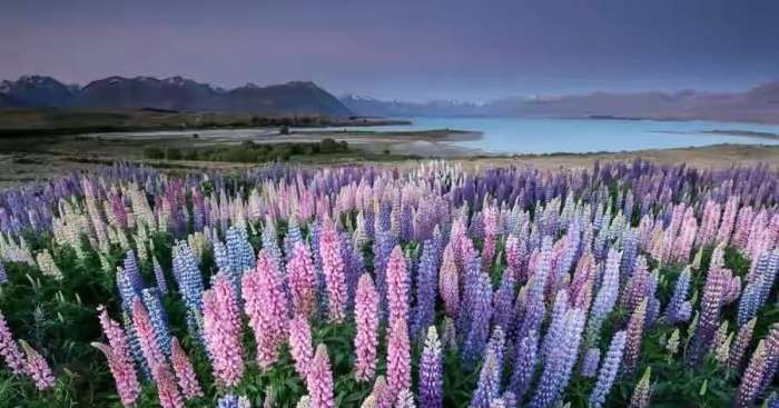 Текапо новая зеландия