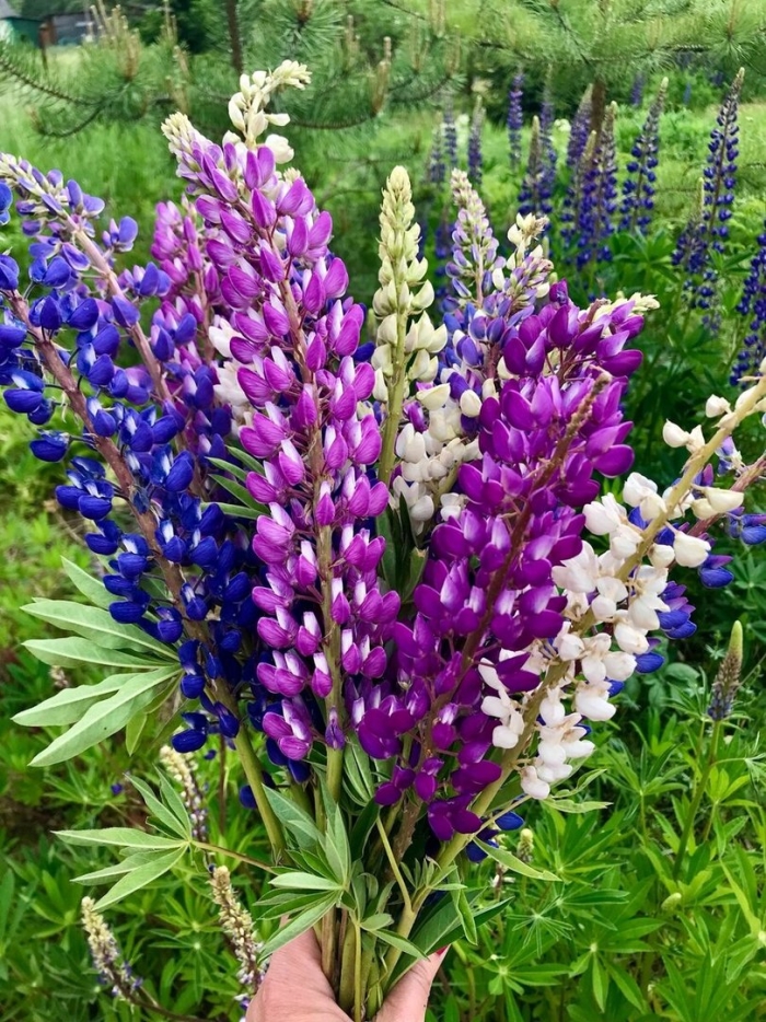 Что такое люпин