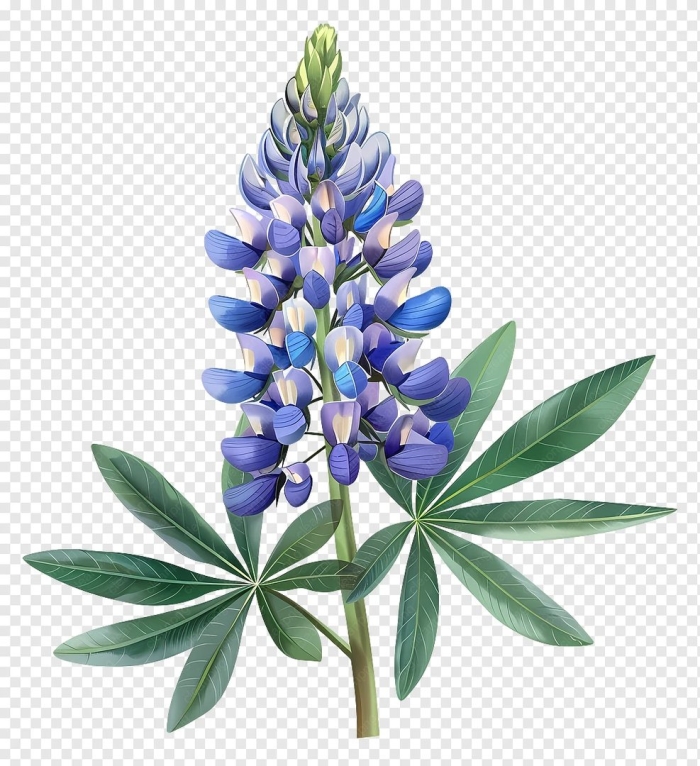 Люпин рисунок