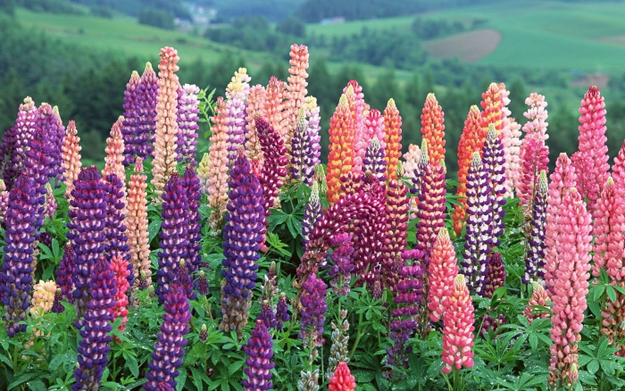 Люпин russell hybrids