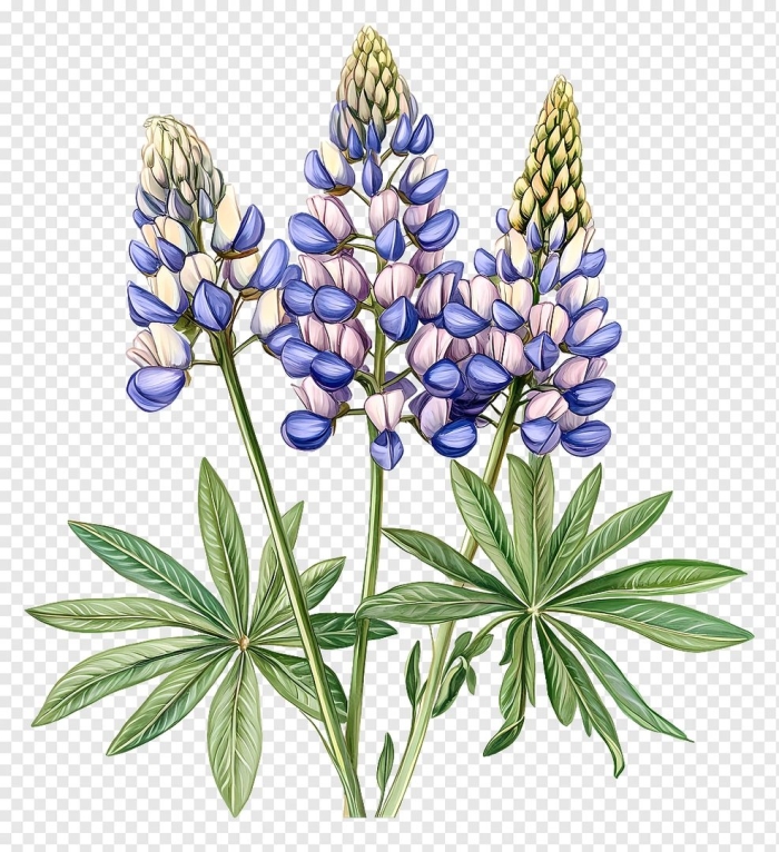 Люпин многолистный рисунок