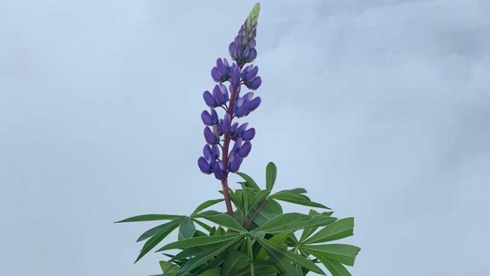 Lupinus polyphyllus