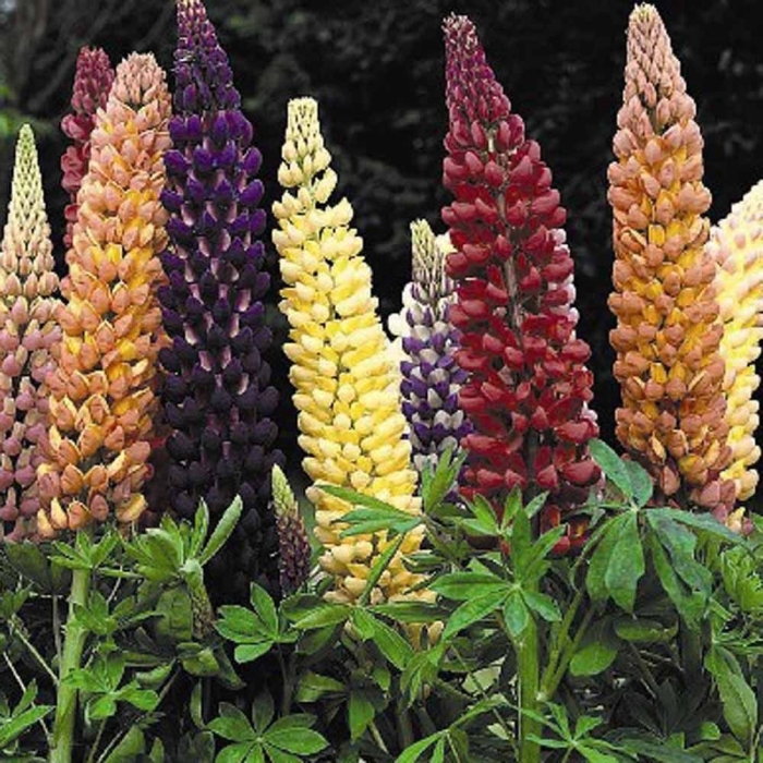 Люпин рассел микс