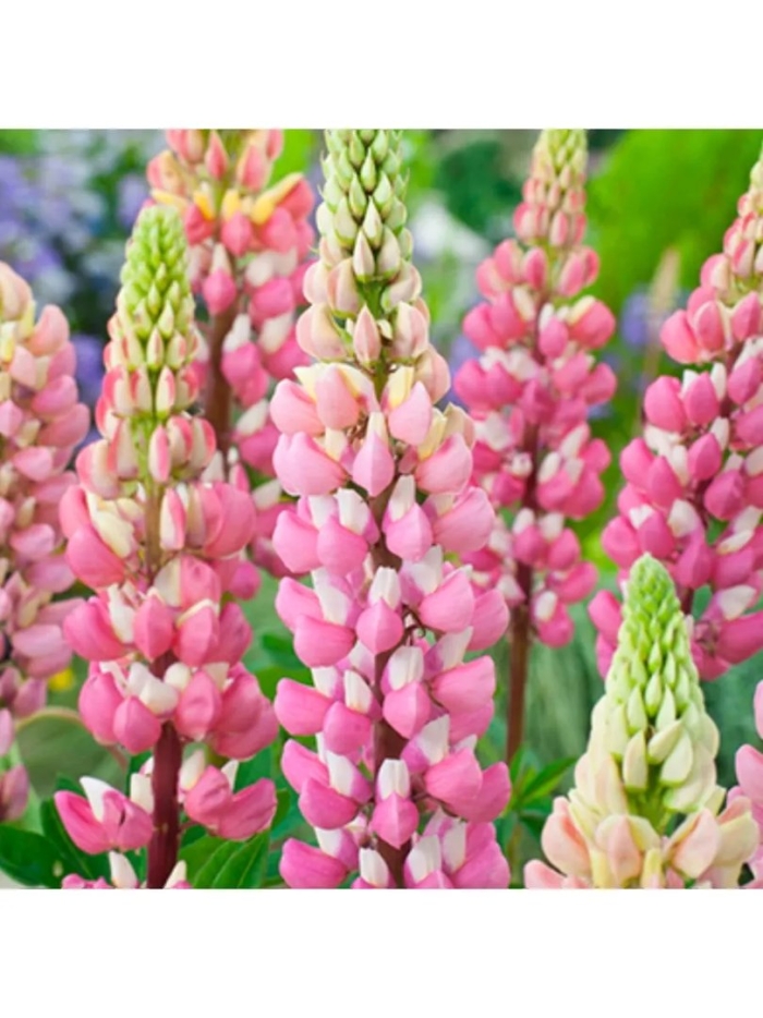 Люпин чателайн