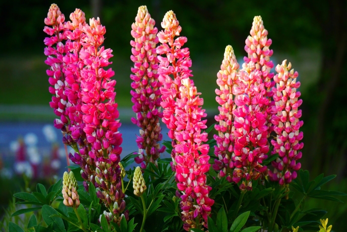 Люпины (lupinus):