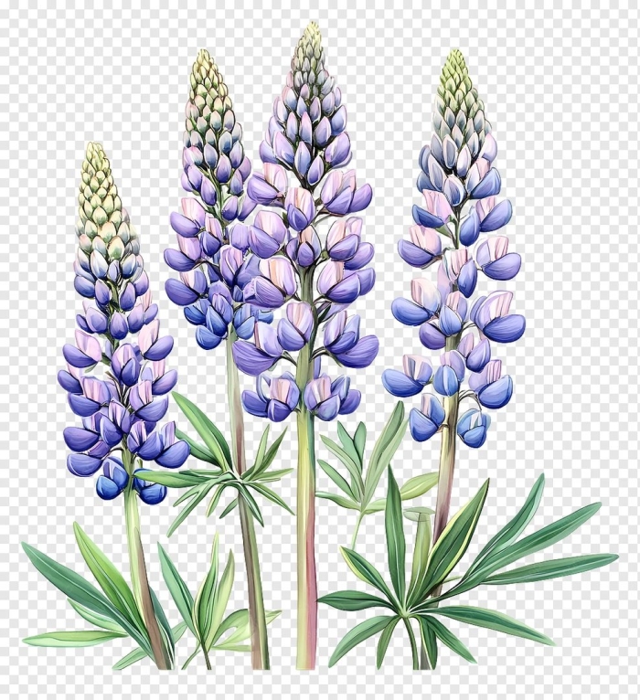 Люпин синий