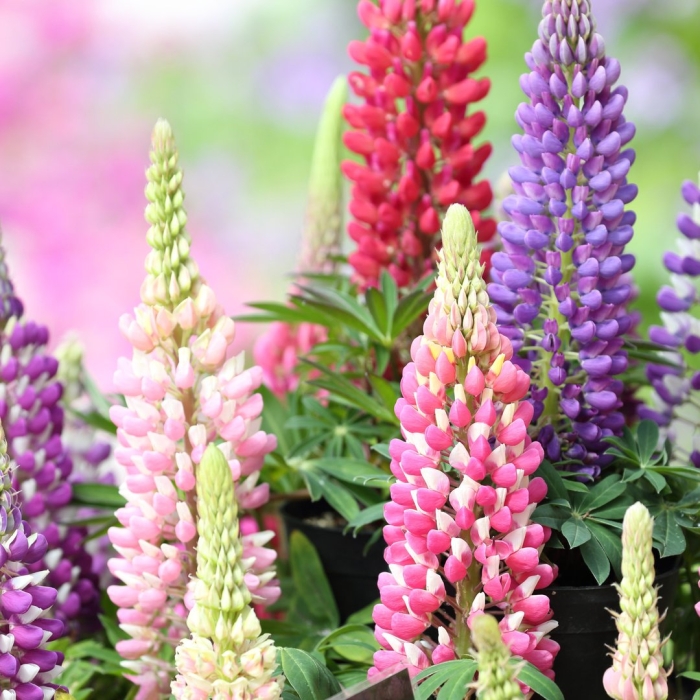 Люпин минарет