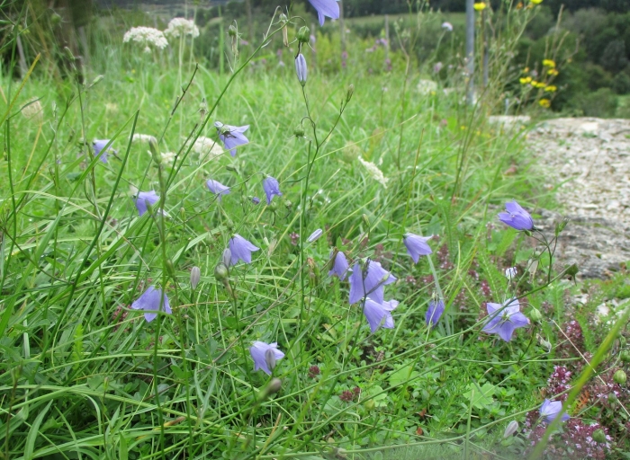 Campanula rotundifolia