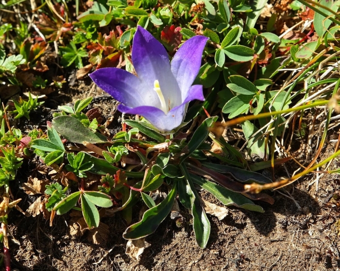 Campanula ardonensis