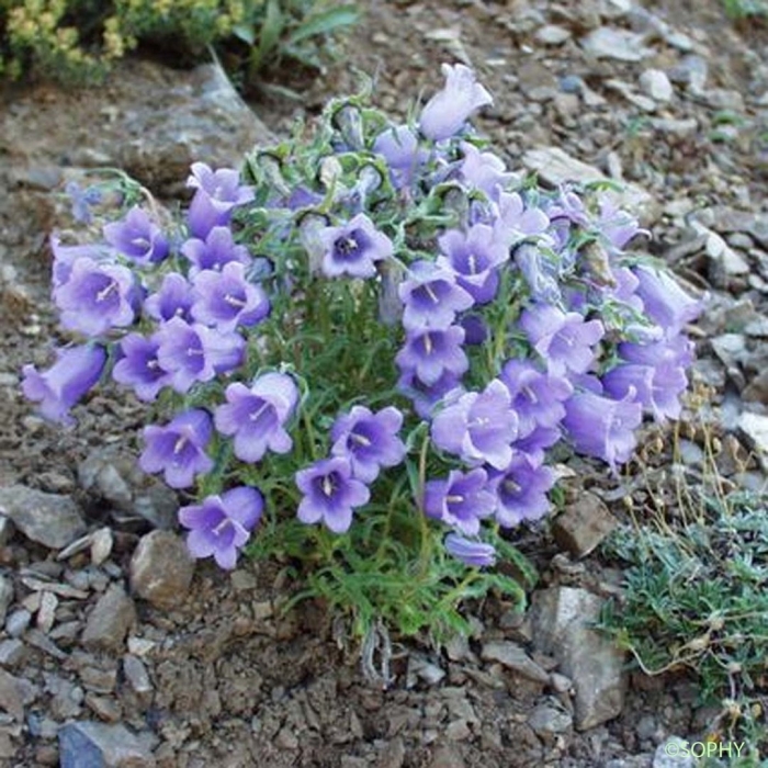 Campanula tridentata