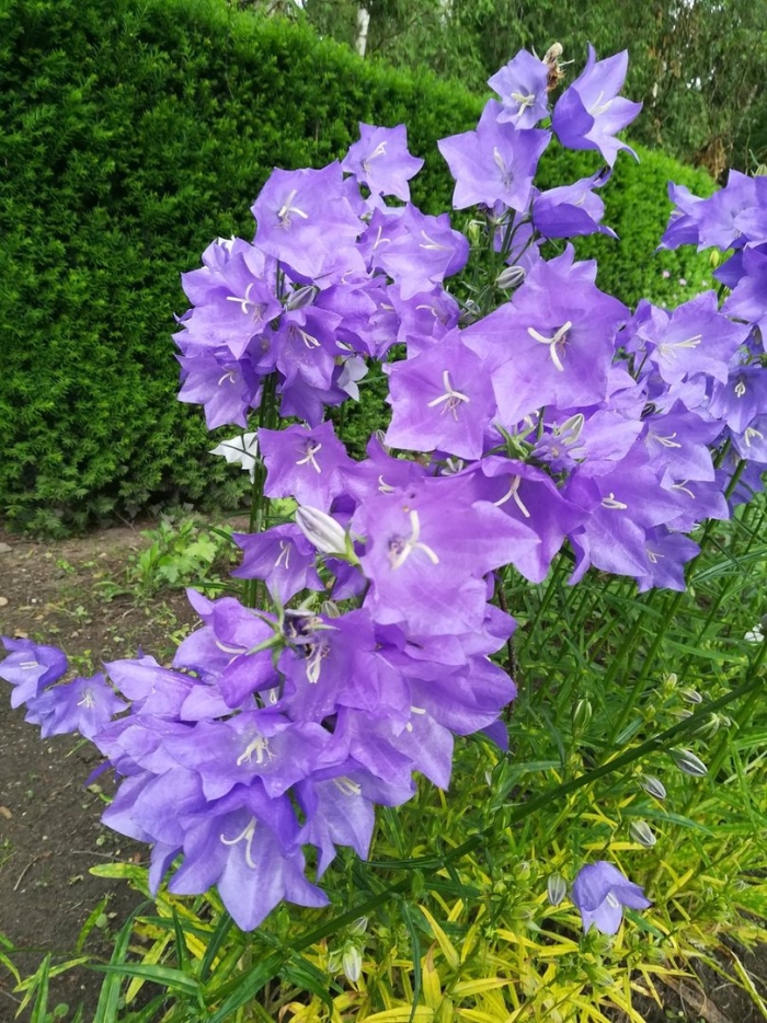 Колокольчик садовый кампанула