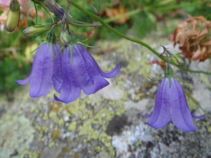 Колокольчик болонский campanula bononiensis