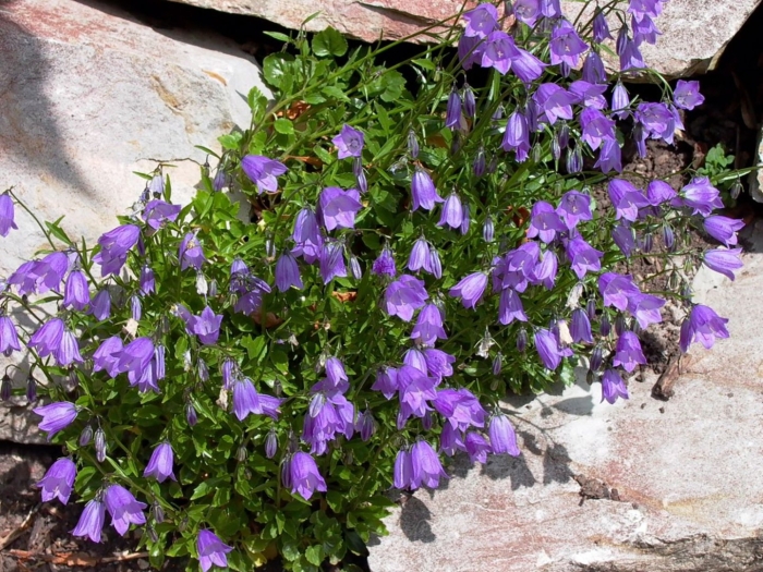 Колокольчик ложечницелистный (campanula cochleariifolia)