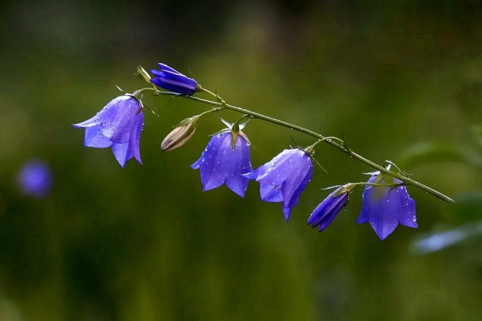 Колокольчик полевой цветок