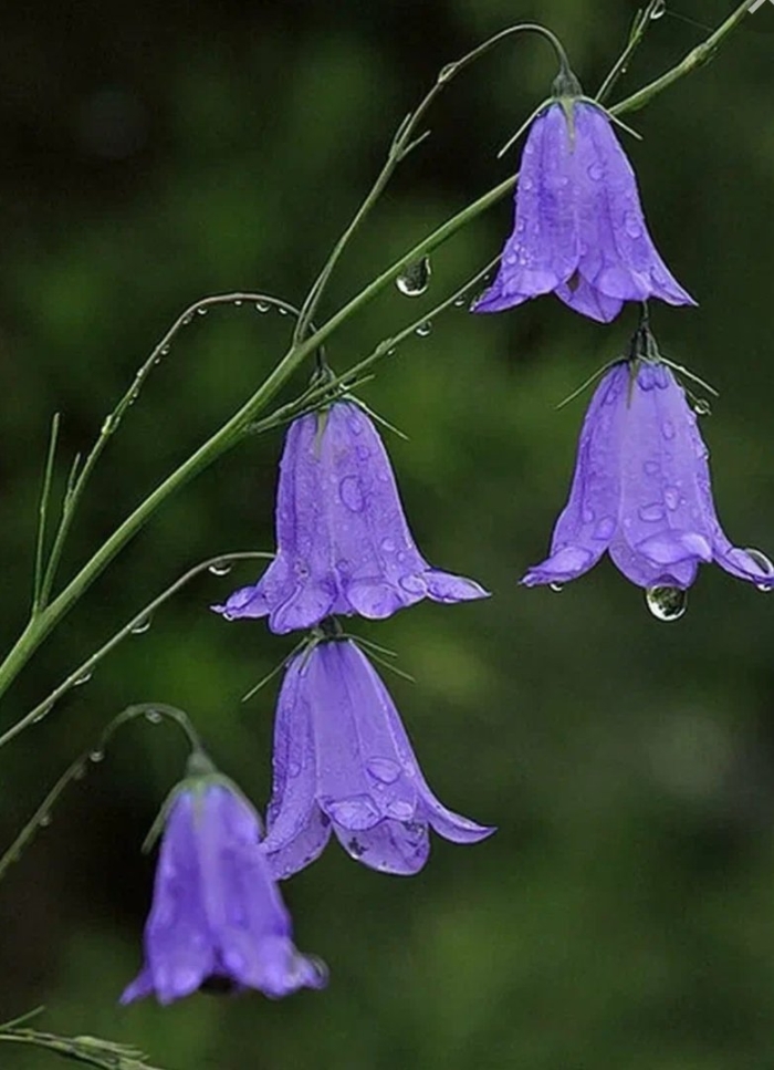 Растение колокольчик