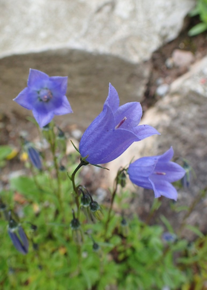 Campanula cochleariifolia