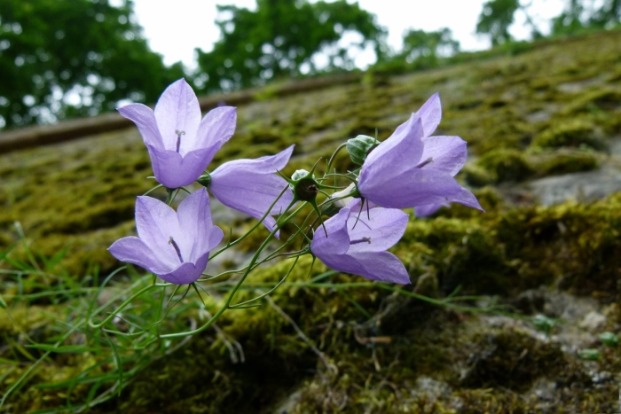 Campanula rotundifolia