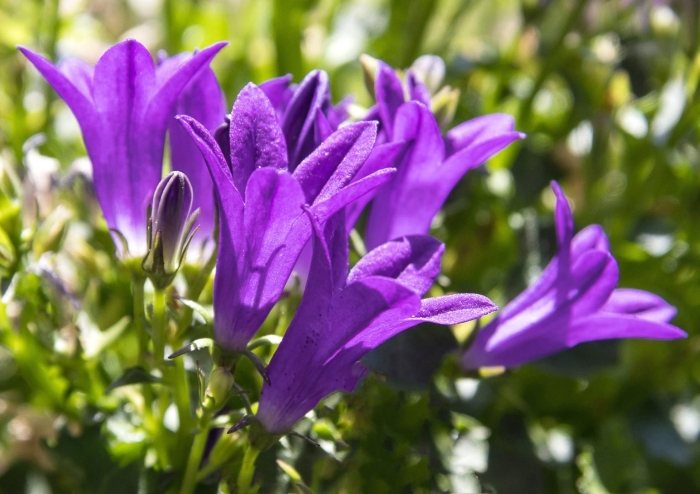 Campanula portenschlagiana
