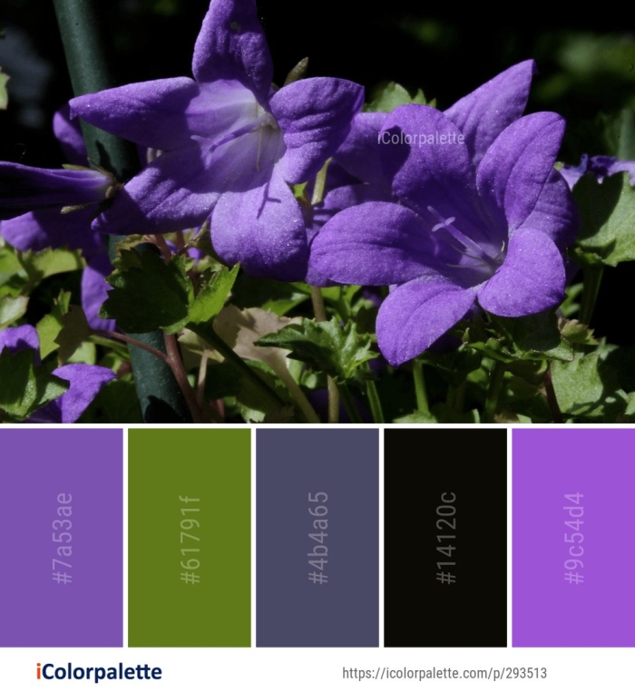 Кампанула блауранка