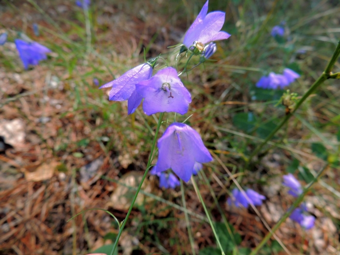 Колокольчик круглолистный