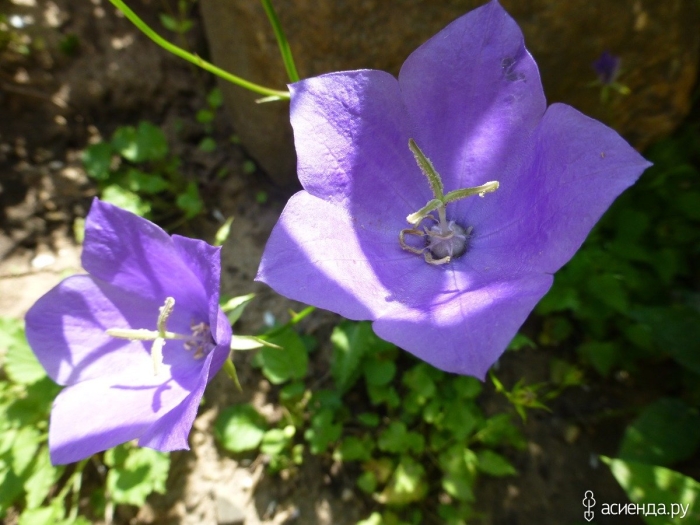 Колокольчик карпатский голубой