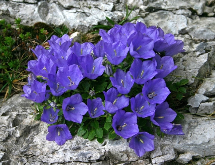 Кампанула карпатский колокольчик