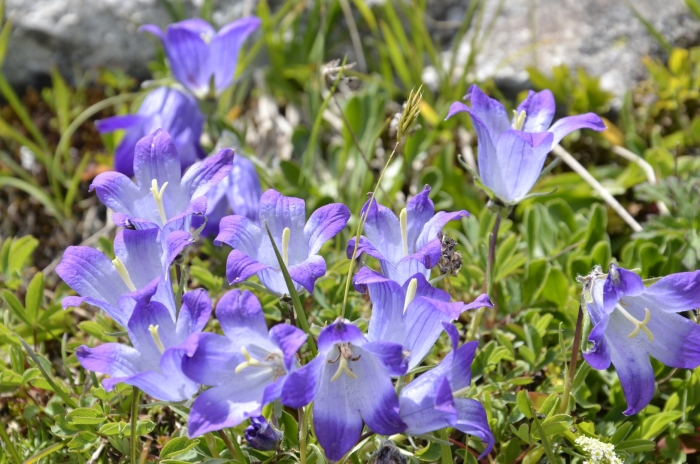 Campanula biebersteiniana