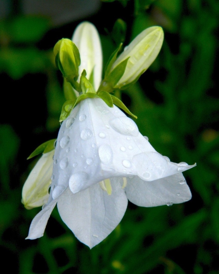 Колокольчик кампанула белый