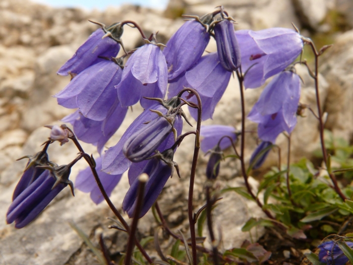 Колокольчик альпийский