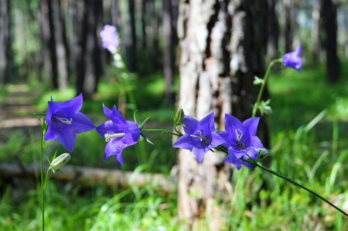 Колокольчик персиколистный (campanula persicifolia)