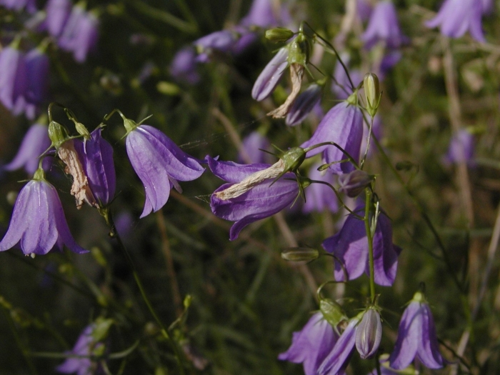 Колокольчик круглолистный лавендер