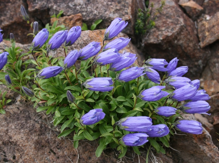 Campanula chamissonis